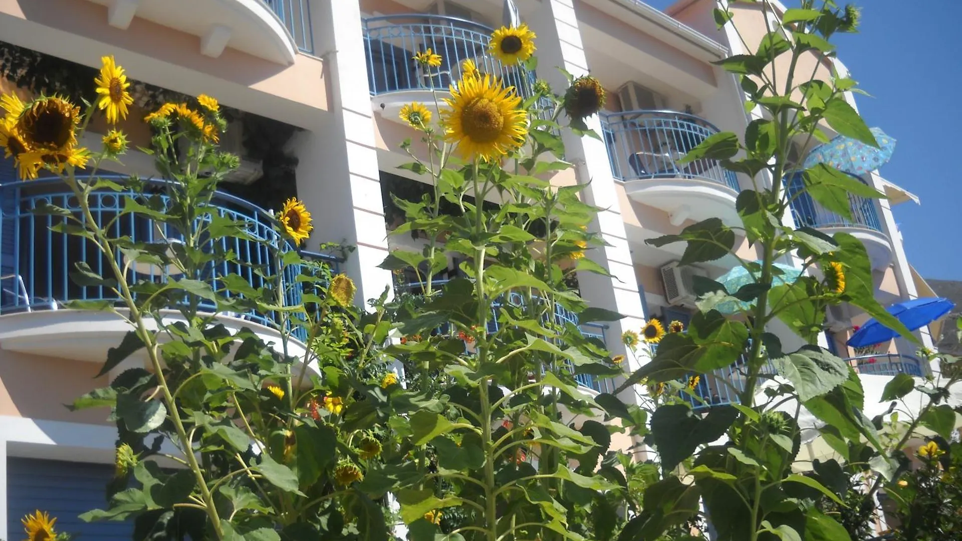 Olive Bay Hotel contacts
